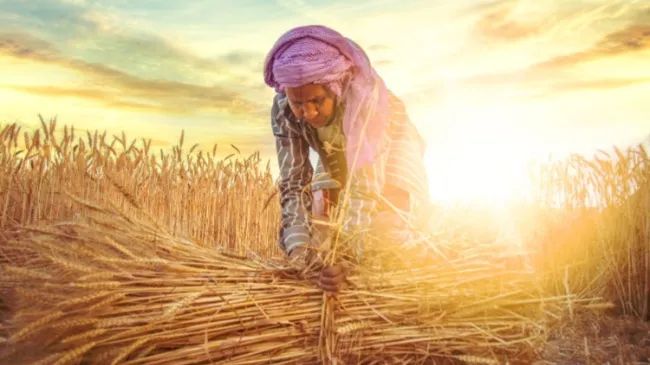wheat farmer